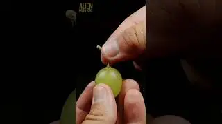grape stalk extraction closeup #asmr #closeup #macro #fruit