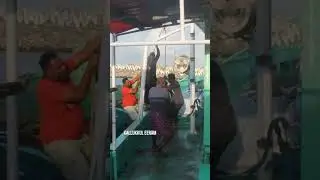 அடேங்கப்பா! இவ்ளோ பெரிய ஸ்வோர்டு பிஷ்ஷா(swordfish) | 600+lb Giant Swordfish Catch #fishing #fish