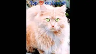 Top cat breeds for families | Top cat breeds for pets | 100 Top most cat breeds  #shorts