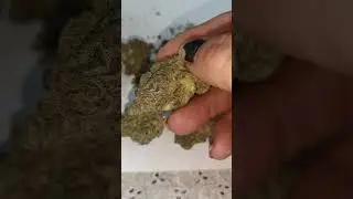 27% FARM GAS - Weed Review - Legal Cannabis Prescription Flower 1st Look