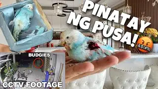 RIP BUDGIE WALANG AWANG PUSA PINATAY IBON KO! Nilibing din katabi ni  Black! (GRABE😡) | Murillo Bros