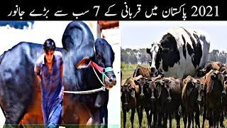 Top 7 Biggest Bulls In Pakistan 2021 | Active Dunya