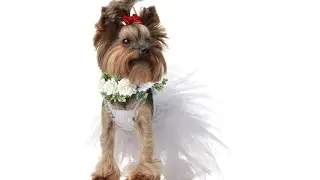 Honoson Dog Wedding Flower Collar Dog Wedding Attire Wreath Outfit Bow Pet Photo Prop Flowers Ring