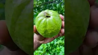 fresh raw guava from tree #guava cutting #fruit #short 🍐🍐🍐