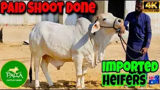 Imported Heifers Ka Zabardast Review😍Palla Cattle Farm | 4k | Explore With Ahmed | Cattle Farm Vlog