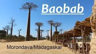 Baobab Morondava Madagaskar