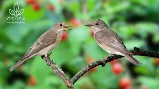Forest Bird Sounds |11Hours Study & Stress Relief | Relaxing Bird Sounds for Sleep & Relaxation