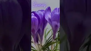 Crocus #Shorts