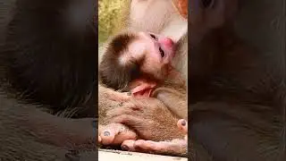 Mom Libby give birth a newborn baby #monkey #shortvideo #babyanimal