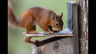 Cute Animals Being Absolute Goofballs 🤣🐶🐱#FunnyAnimals #CuteAnimals #AnimalComedy #LOL #Trending