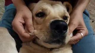 Watching Charlie 777...got emotional 😭💔@oursandylabrador7675 @THEROTT #labrador