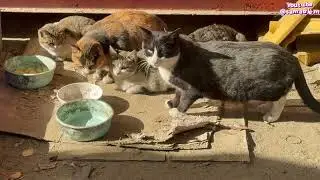 Homeless cats #cat #youtube #clips #videos