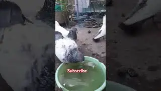Highflying giribaz kobutor ke shorts video/giribaz pigoen #populerpigeon #pigeon #youtubeshorts