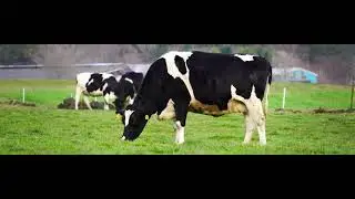 Messick's Farm Market Dairy Cows