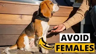 You SHOULD NOT Get a Female Beagle &ndash; Here's Why