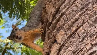 🌟Meet Chester | The tree squirrel