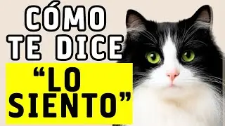 Descubre Cómo Se Disculpan Los Gatos.
