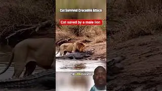 CAT SAVED BY LION FROM CROCODILE #crocodile #lion