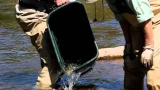 Slate Run Tackle Shop (Tom & Bill) stocking brown trout on Pine Creek September 13, 2012