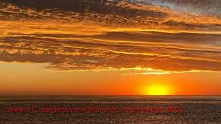 LOREANA C. - Dangerous Love (Romantic Angels Re-Edit)