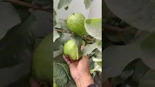 first Guava harvesting from my kitchen garden 9th December 2023