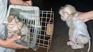 Update 4th November 22 Gina still runs away if we don't keep her in cage even we help her there