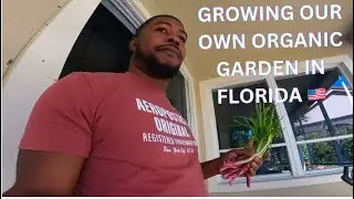 Growing Our Own Organic Garden In Florida 🇺🇸#kingnick