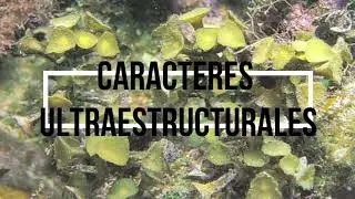 Ficología comparada: morfología de algas pardas