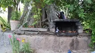 SPIRITUAL BANYAN (OAK) TREE OF ISLAMABAD