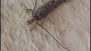 07-Jumping Bristletails [Machilidae]Fam sp.Arch&eacute;ognathes.Poss (Trigoniophthalmus alternatus)ظنبوبيات