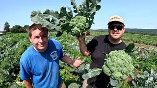 HARVESTING GIANT VEGETABLES
