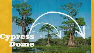 Everglades all around us &ndash; Cypress Swamp