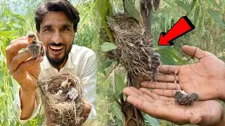 Jungle Sy Exotic Bird Ky bache rescue Kr Dia 😍
