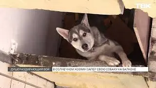 &laquo;Истошный вой почти неделю&raquo;: история спасения пса, запертого на балконе в красноярском Солнечном