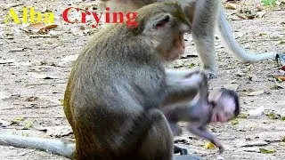 Finally Heart-Breaking Pity Alba Newborn Mother Fighting, So Hungry Baby Monkey!