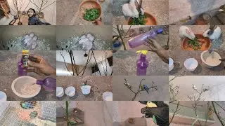 Aaj Budgies Ka dusra pair Kholdiya 🥰
