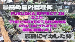 #29【植物イベント】福岡最大級の園芸店FUKUOKA EFFECTで開催されたD.I.P.&THEHARVEST BROWNSのPOPUPイベントでテンション爆上げ‼︎