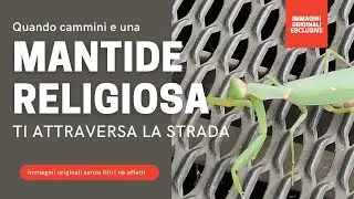 Quando una Mantide Religiosa ti attraversa la strada...