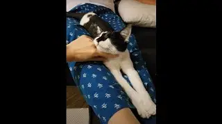 Happy cat smiles on daddy's lap