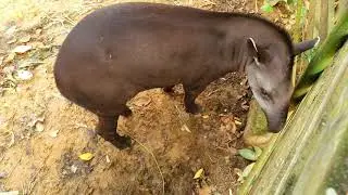 Paramaribo Zoo, Suriname Animals, Nature Park