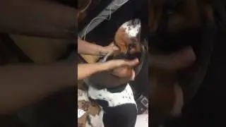 How to Clean Basset Hound Ears.