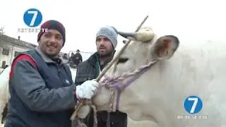IL BUE GRASSO PROTAGONISTA DELLA FIERA DI MONCALVO D'ASTI