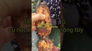 💖 C&aacute;ch Chọn Củ Sen Tươi Ngon. #coyenmeohay