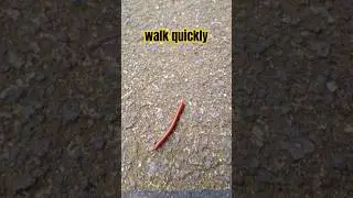 Millipedes walk quickly #millipede #insects #smallanimal #shortvideo