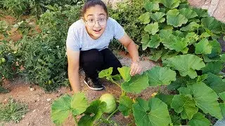 SÜHEYLANIN MİNİK BAL KABAĞI KOCAMAN OLDU