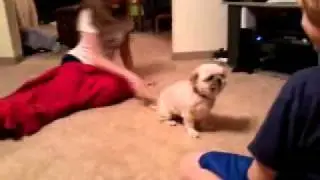 Dog Freakout!
