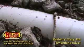 Rasberry (Tawny) Crazy Ants - Bill Clark Bugsperts