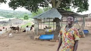 The Biggest Boer Goats farm in west Africa (BG farms)