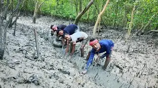বহুদিন পর খাল ভেঙ্গে প্রচুর পারশে মাছ পেলাম@SUNDARBANCIRCLE-dx9gg