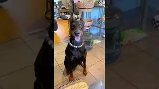 My Doberman is very smart! #doberman #smartdog #dogtricks #workingdog #dogmom